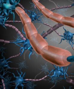 Prebiotics